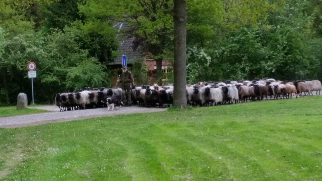 Ferienwohnungen Tewes Müden Eksteriør bilde